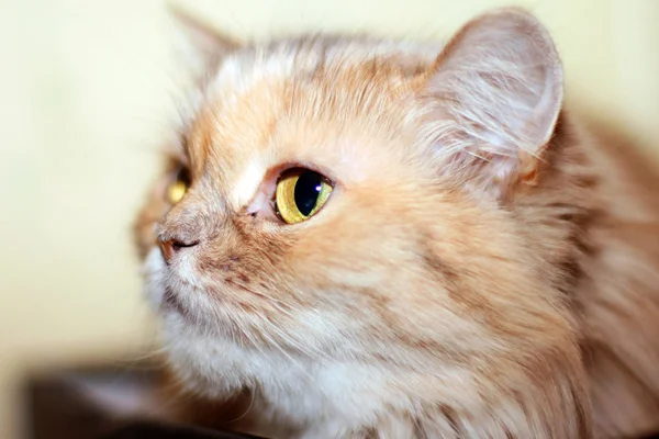 Cat with wide eyes — Stock Photo, Image