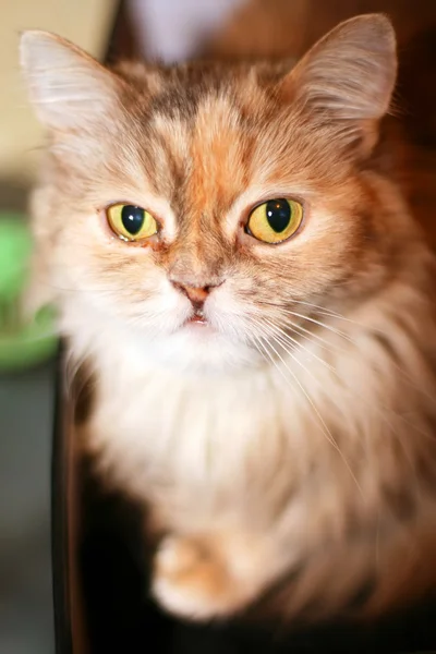 広い目を持つ猫 — ストック写真