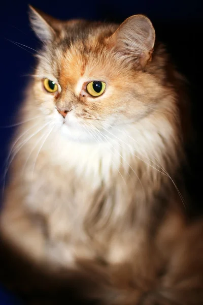Kedi geniş gözlü — Stok fotoğraf