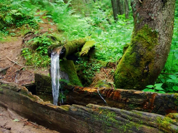 Source in a wood — Stock Photo, Image