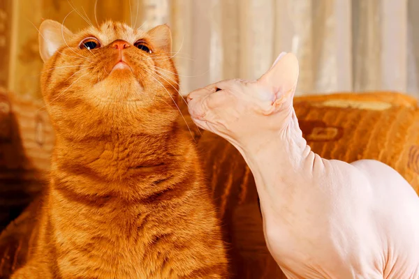 Redhead kedi ve sphynx kedi — Stok fotoğraf