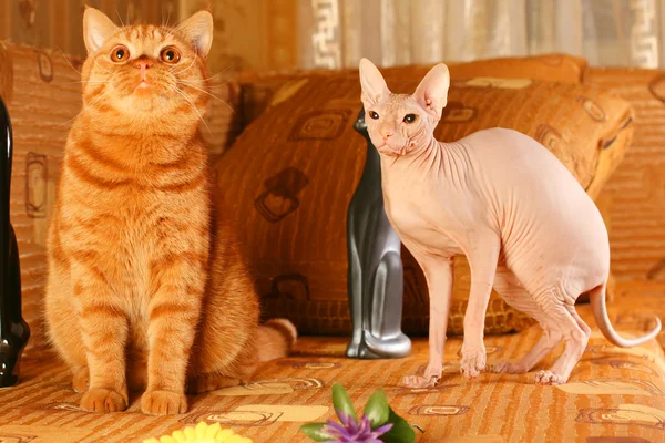Redhead cat and sphynx cat — Stock Photo, Image
