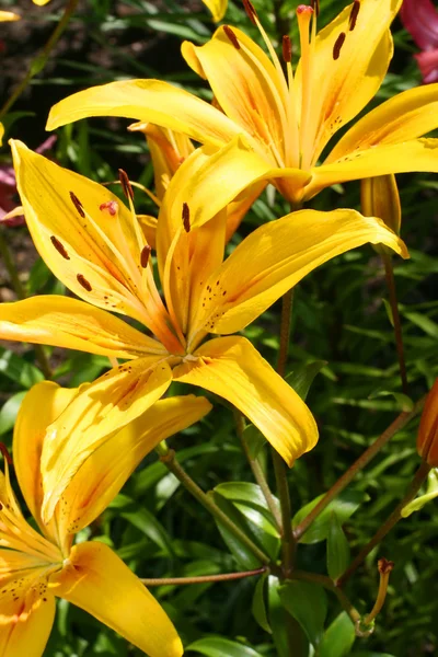 Yellow lilys — Stock Photo, Image