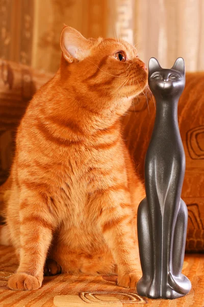 Kızıl parlak kedi — Stok fotoğraf
