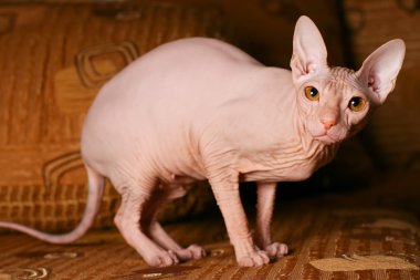 Sphynx kitten clipart