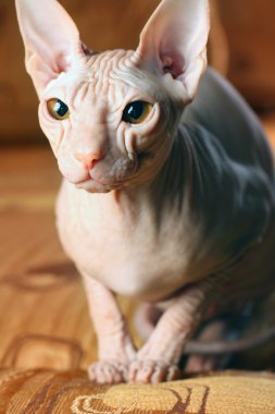 Sphynx kitten clipart