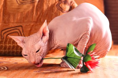 Sphynx kittenSphynx kedi yavrusu