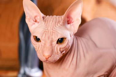 Sphynx kittenSphynx kedi yavrusu