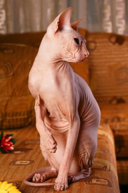 Sphynx kitten clipart