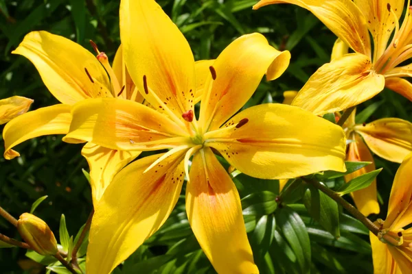 Yellow lilys — Stock Photo, Image