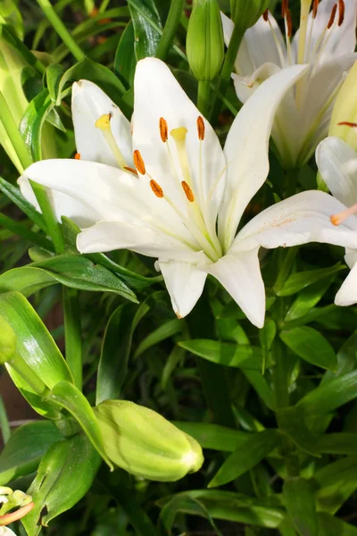 White lilys — Stock Photo, Image