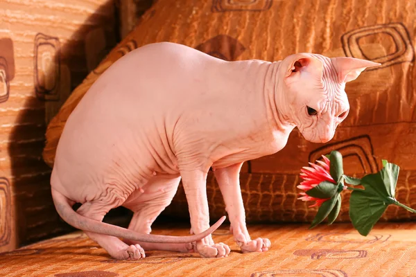 Young sphynx kitten — Stock Photo, Image