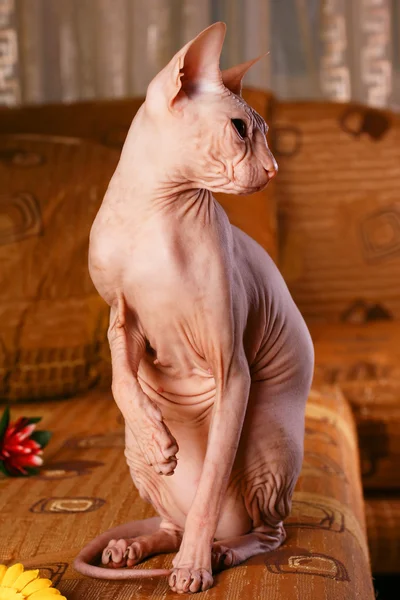 Sphynx kittenSphynx kedi yavrusu — Stok fotoğraf
