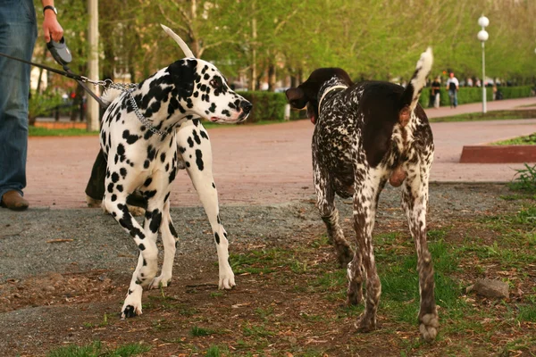 stock image Two dogs