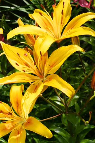 Opened yellow lilys — Stock Photo, Image