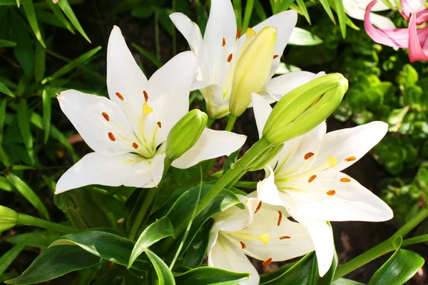 白 lilys — 图库照片