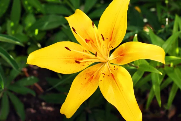 Otwarty żółtą lilię — Zdjęcie stockowe