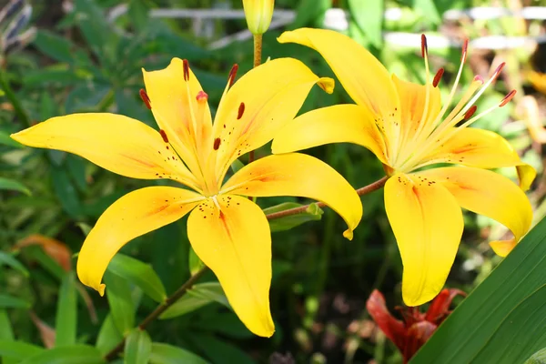 Opened yellow lilys — Stock Photo, Image