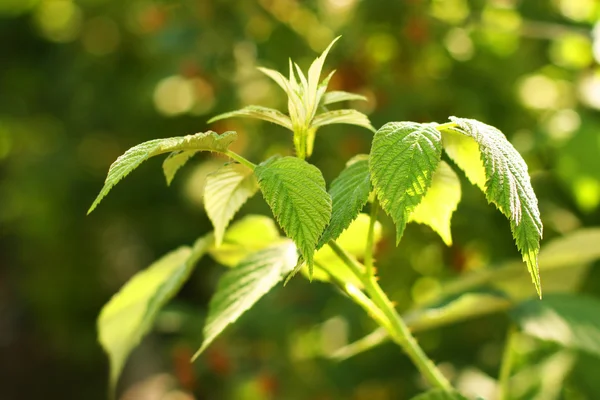 stock image Green plant