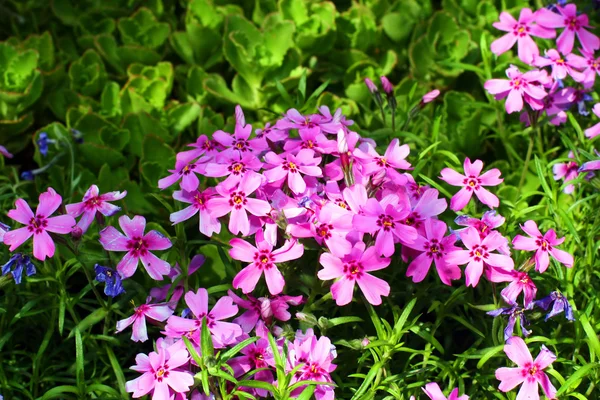 stock image Purple flowers