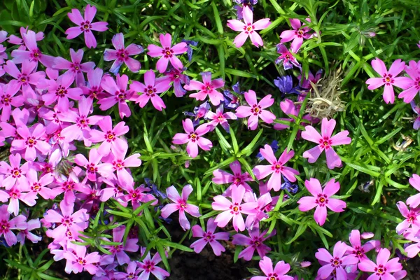 Fiori viola — Foto Stock