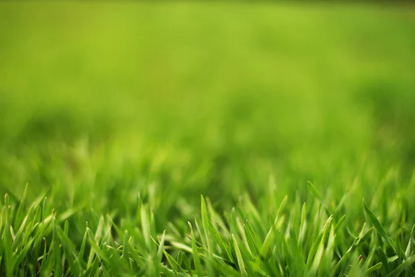 stock image Green grass