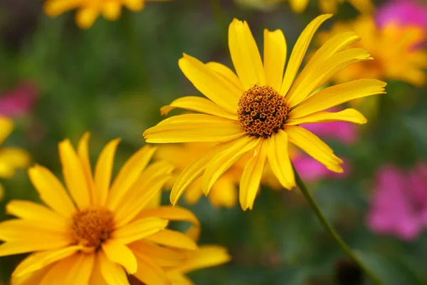 stock image Camomile