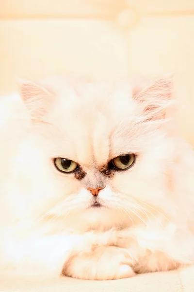 Persialainen kissa — kuvapankkivalokuva