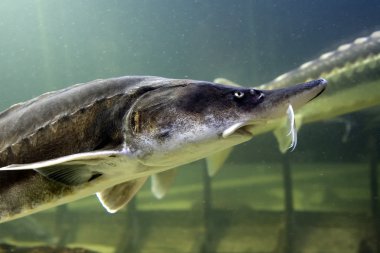 Beluga sturgeon clipart