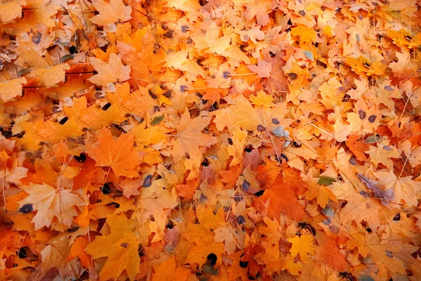 Осень листья текстуры — стоковое фото