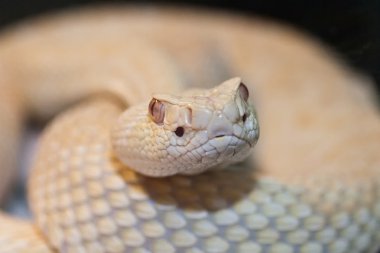 Crotalus albino atrox clipart