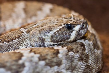 Crotalus linnaeus,