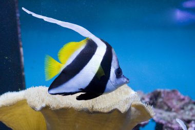Longfin pennantfish clipart