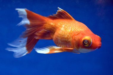 Telescope Eye Goldfish clipart