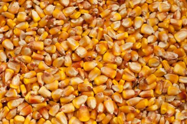 Maize kernels clipart