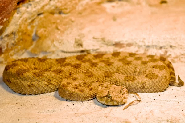 Horned viper — Stock Photo, Image