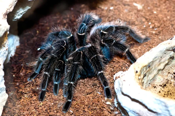 stock image Tarantula