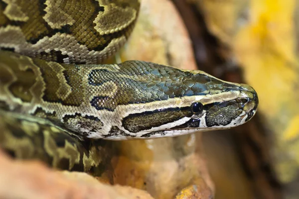 Python sebae — Stok fotoğraf
