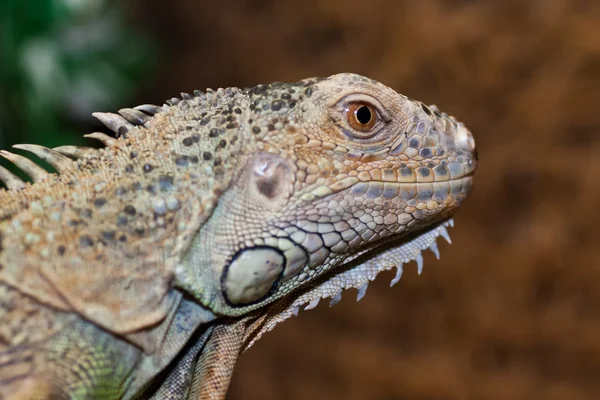 Iguana iguana — Stock Photo, Image