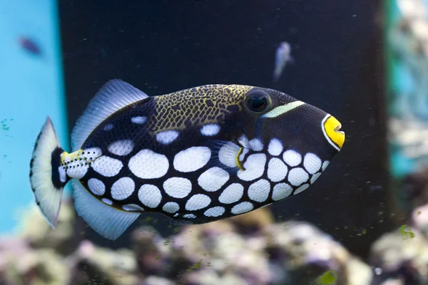 광대 triggerfish — 스톡 사진