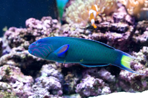 Isla wrasse — Foto de Stock