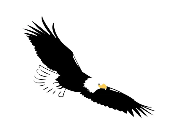 Aquila americana — Vettoriale Stock
