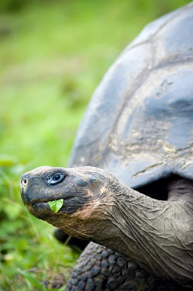 Galapagos turtle