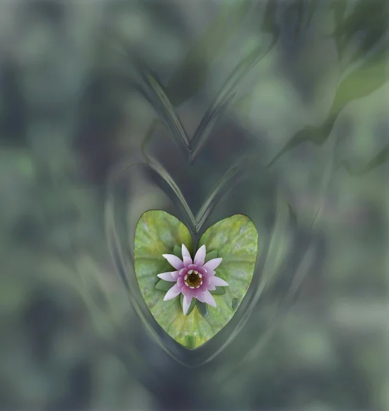 stock image Water lily flower in a shape of a heart with circles on the water