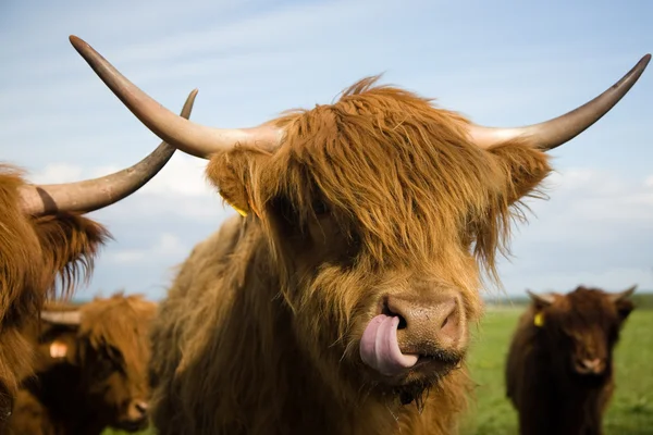 stock image Highland Cattle