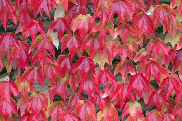 stock image Autumn Leaves