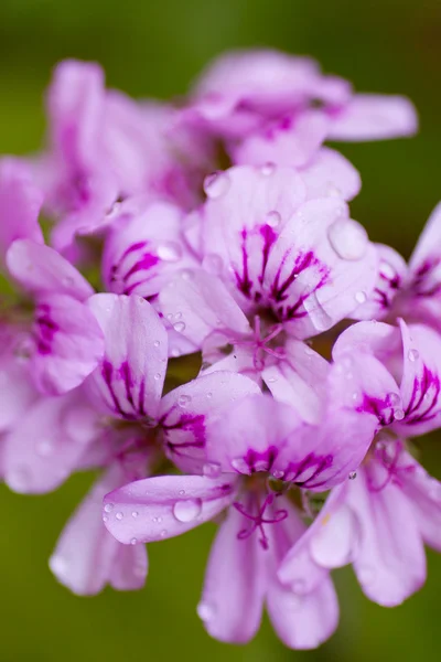 Roze geranium Stockfoto