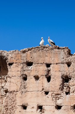 Beyaz leylekler duvar eski, marrakesh üst kısmında bir kaç