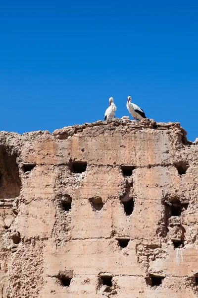 Paar witte ooievaars op de bovenkant van oude muur, Marrakech — Stockfoto