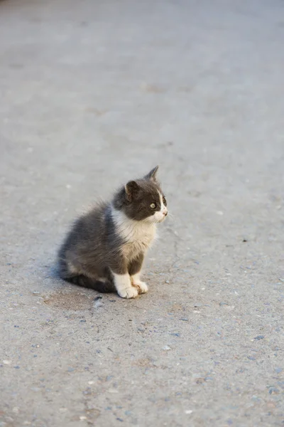 marrakesh, sokaklarında başıboş kedi